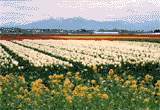 春のチューリップ畑