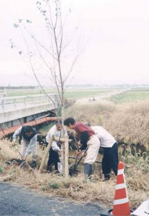 石山地区 横越排水路桜植樹
