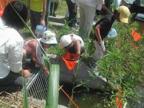 山潟地区 清五郎排水路生き物調査