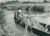 ��O�̋T�c���̔_��ƕ��i